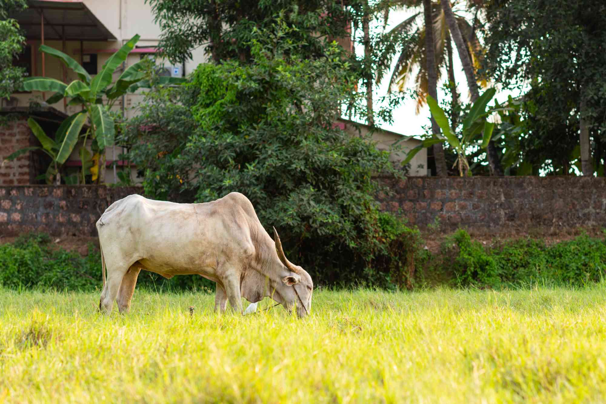Indian cow grazing on lush green grass near residential and garden area with tropical trees in background.