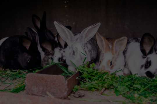 Group of rabbits eating fresh green fodder in shelter, representing small animal care and gaushala animal activities.
