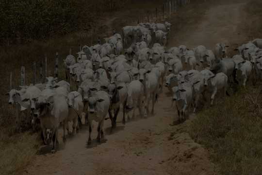 A herd of indigenous cows walking along a dirt path, showcasing daily animal care and routine at the gaushala facility.