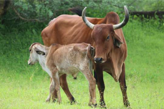 Brown cow standing with two calves in a green field, showing a bond of care and protection.