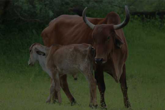 Brown cow standing with two calves in a green field, showing a bond of care and protection.