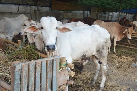 Indian cows eating fodder in a sheltered area, highlighting animal care, nutrition, and daily gaushala activities.