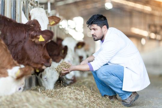 Veterinarian feeding cows inside a clean shelter barn, promoting cattle health and care at a rural animal care center.