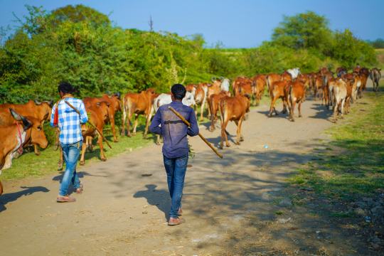 Caretakers walking with cows along a village path, showcasing daily cattle care and rural animal management.