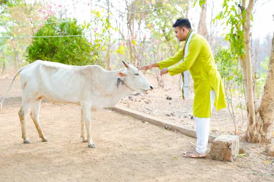 Devotee offering love and care to the Indian cow, promoting cow protection, seva, and traditional animal welfare values.