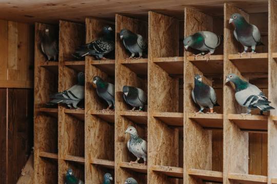 Multiple pigeons resting inside a custom-built wooden shelter at Shree Deodar Panjarapole animal care facility.