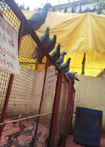 Pigeons sheltered in a dedicated enclosure, reflecting bird care and rescue efforts at the animal welfare center.