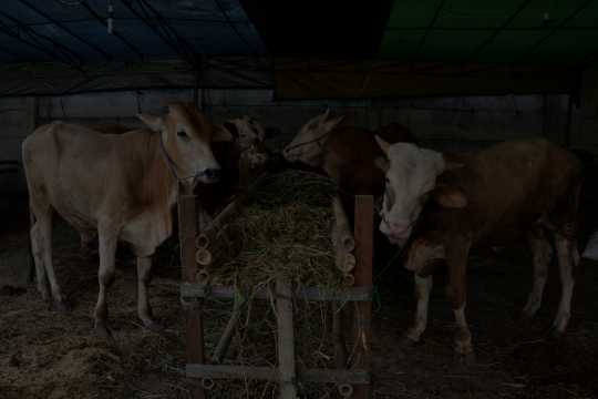 Cows feeding on fresh fodder inside a covered shed, showcasing daily care at Shree Deodar Panjarapole Gaushala.