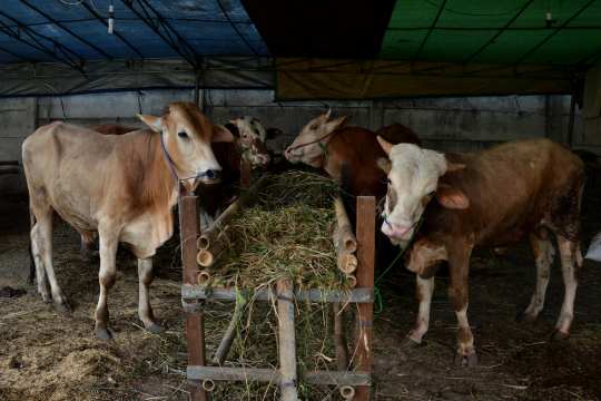 Cows feeding on fresh fodder inside a covered shed, showcasing daily care at Shree Deodar Panjarapole Gaushala.