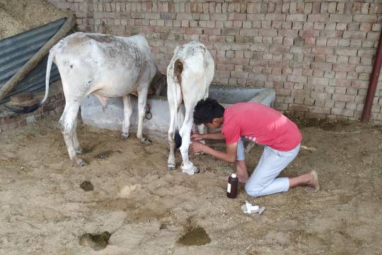 Volunteer applying medicine to injured cow legs, showing dedicated veterinary care in animal welfare activities.