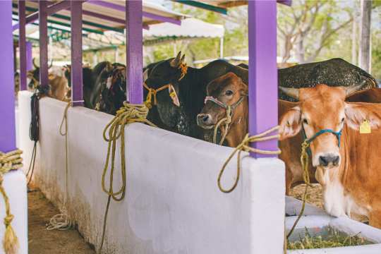 Cows tied inside a clean, covered cattle shed with purple columns and proper feeding space.