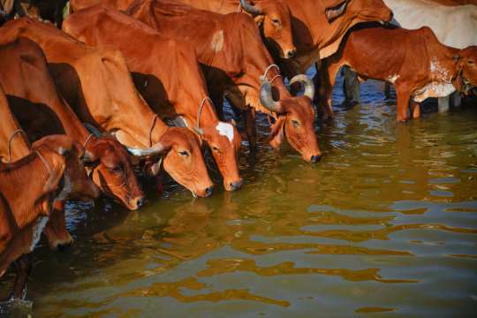 Group of Indian cows drinking water from a pond at Shree Deodar Panjarapol, highlighting the daily animal care routine.